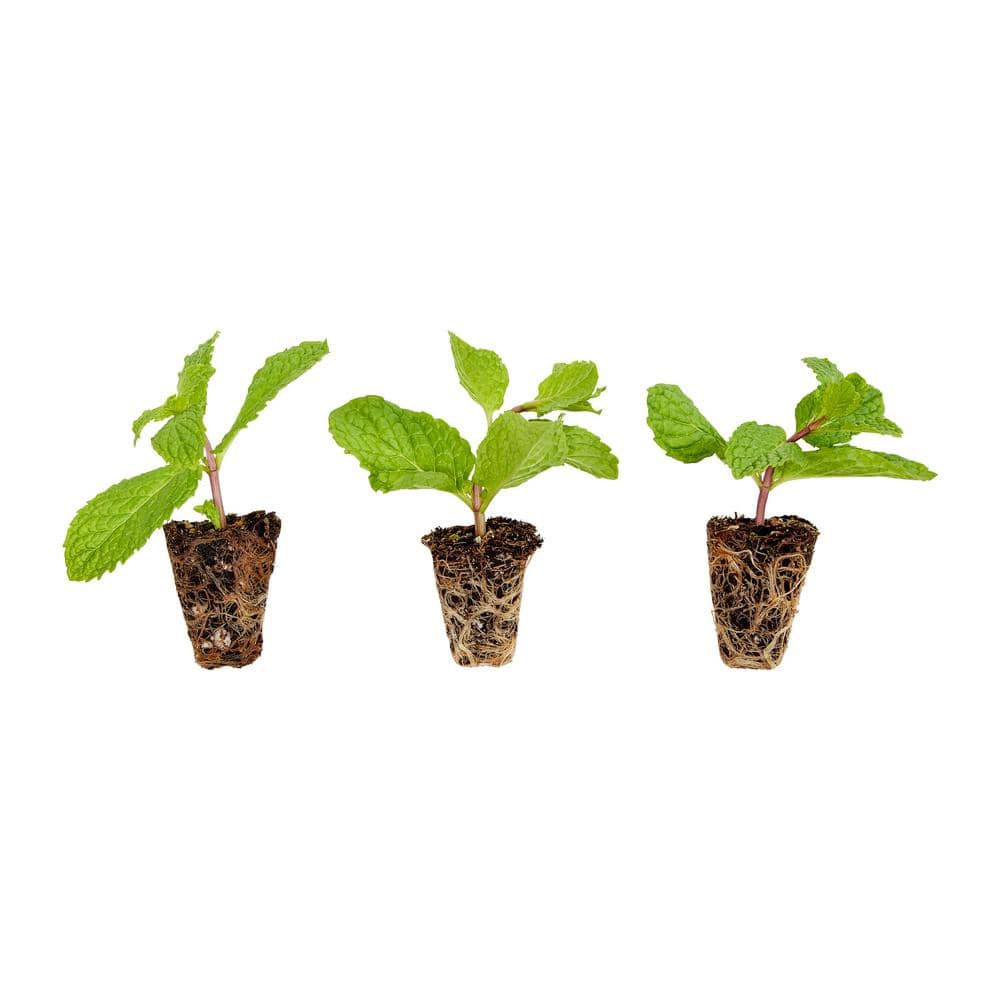 Sweet Mint Plug, 3 cu. in., Live Plants (3-Pack) - Hercitys