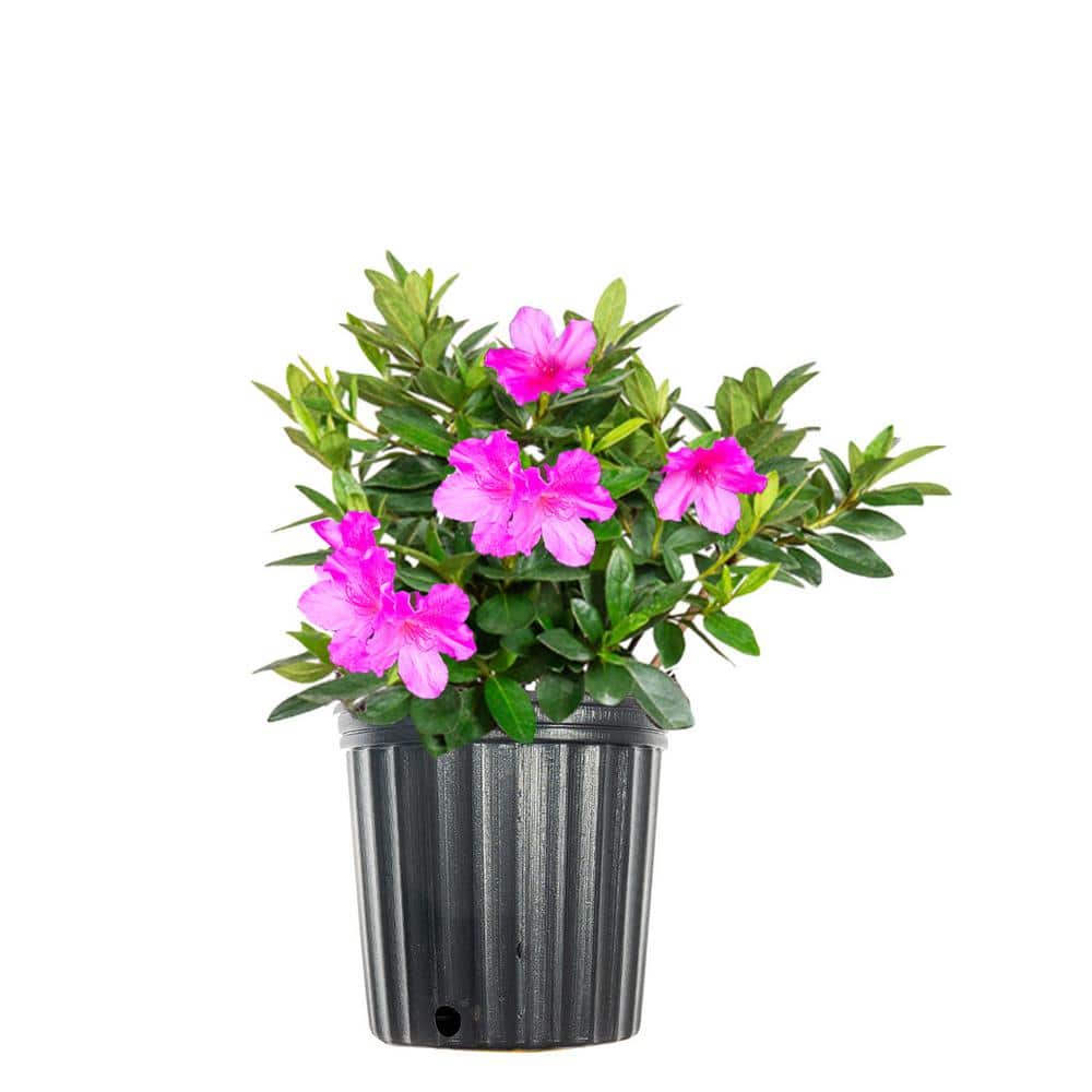Formosa Azalea Shrub in 1 Gal. Grower’s Pot, Beautiful Lavender Blooms - Hercitys
