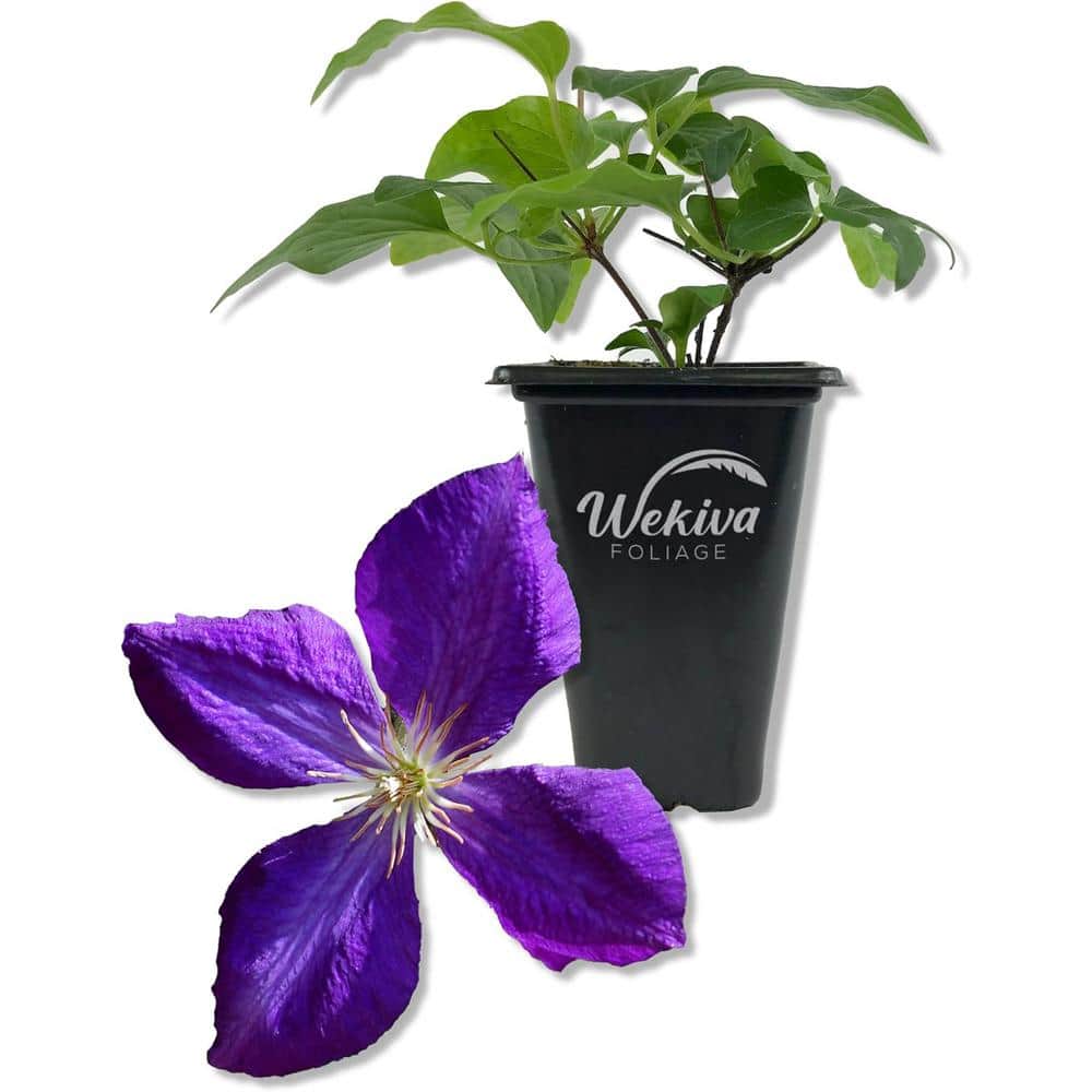 Clematis Jackmanii-Live Starter Plant in a 2 Inch Pot-Starter Plants Ready-Beautiful Violet Purple Flowering Vine - Hercitys