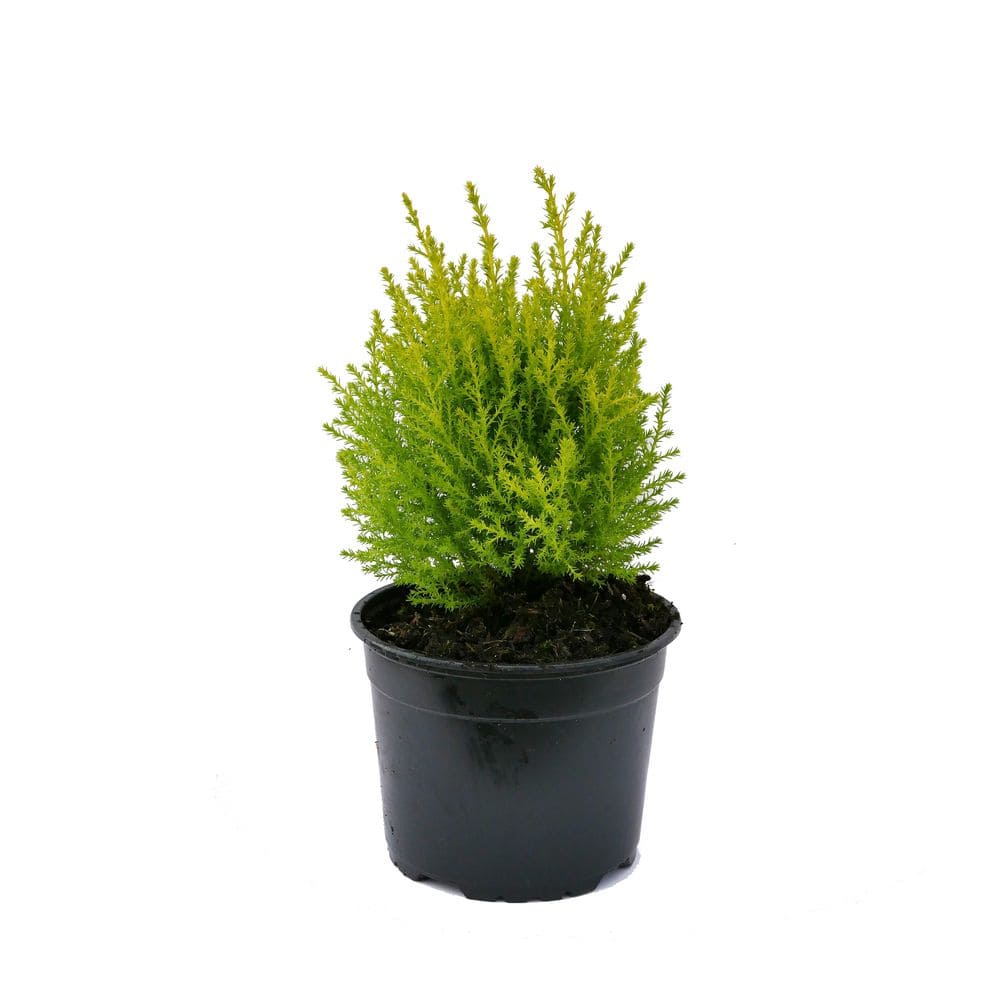 Perennial Cupressus m. Goldcrest 2.5 qt. - Hercitys