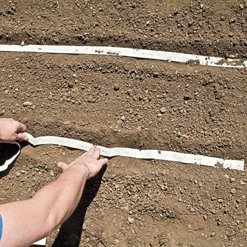 Beet Red Cloud Hybrid Seed Tape, Includes 2 Seed Tapes Each 7.50 ft. L - Hercitys