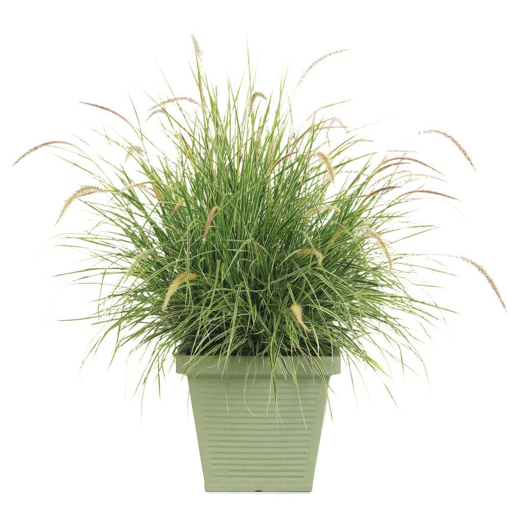 7 in. Royale Graceful Grasses Sky Rocket Fountain Grass (Pennisetum Setaceum Rubrum) Live Annual Plant - Hercitys