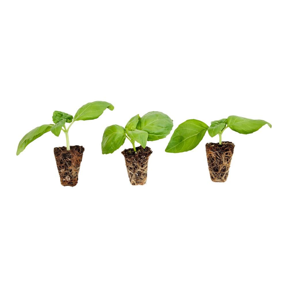 Sweet Basil Plug, 3 cu. in., Live Plants (3-Pack) - Hercitys