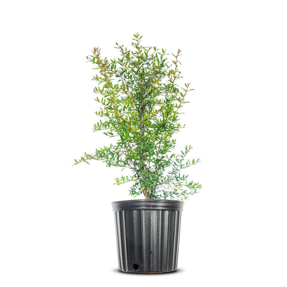 Cold Hardy Pomegranate Plant in 1 Gal. Grower’s Pot, Fruit Packed with Antioxidants - Hercitys