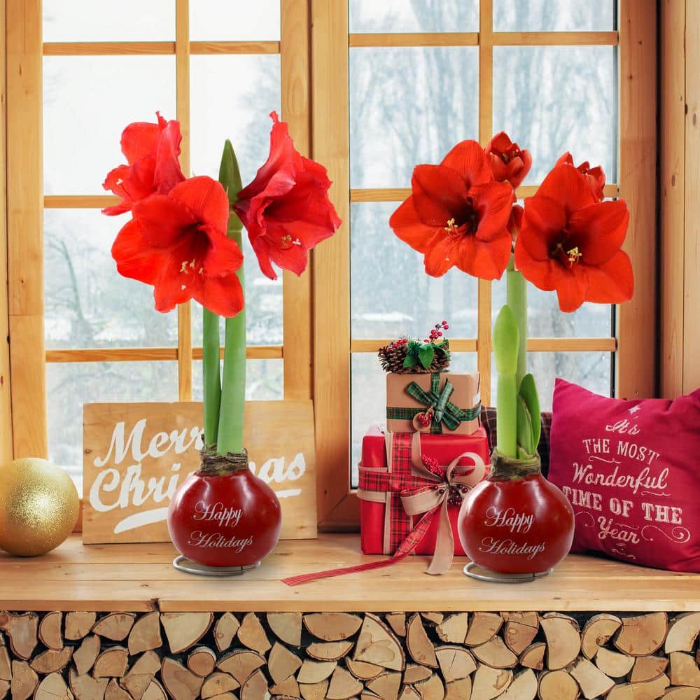 Red Waxed Amaryllis Bulb Happy Holidays with Red Flowers (2-Pack) - Hercitys